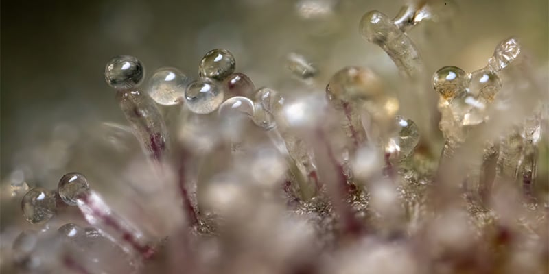 Monster Dwarf Trichomes