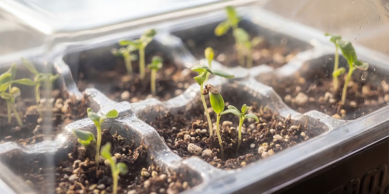 Perfect for all growers