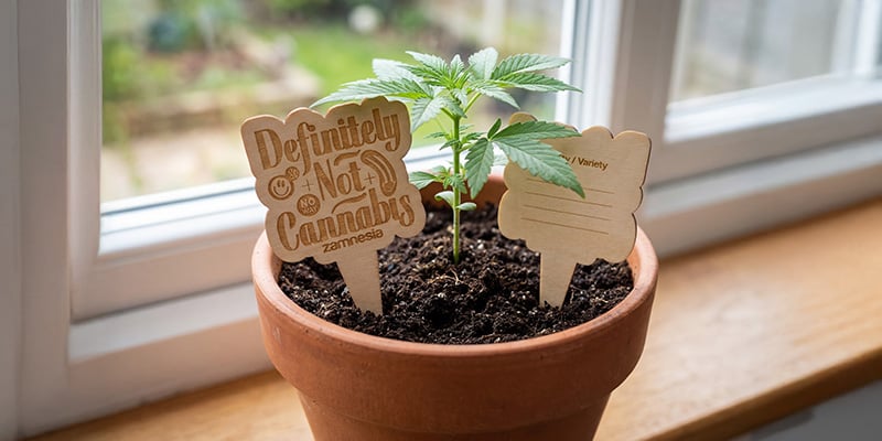 Pflanzschilder aus Holz – Zamnesia: Beschrifte deinen Grow wie ein Pro