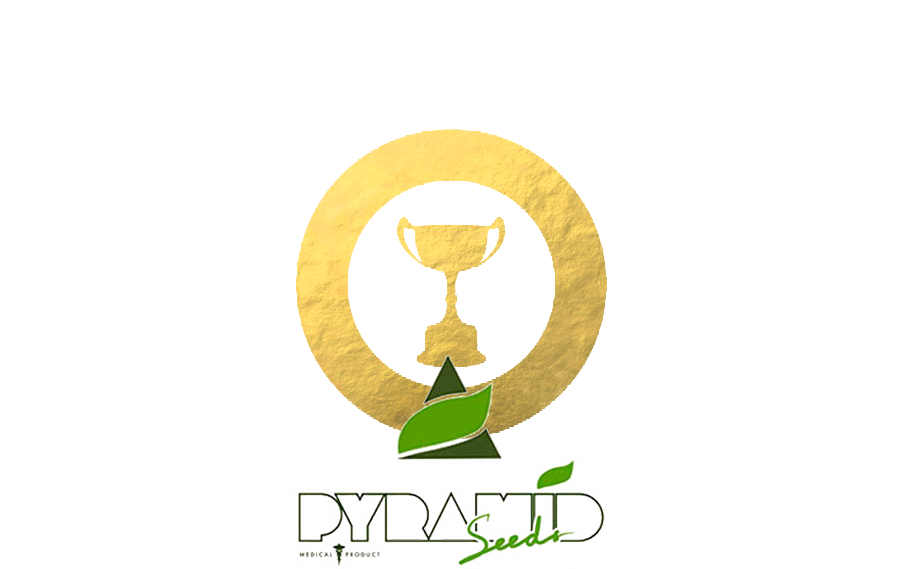 Pyramid Seeds Cupwinners Pyramid Seeds Cupwinners
