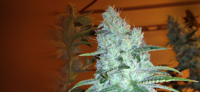 Rug Burn OG RD Rug Burn OG RD