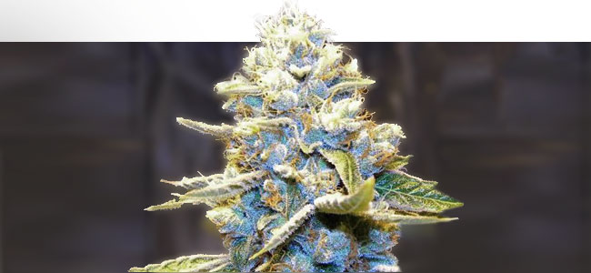 Star Killer OG RD Star Killer OG RD