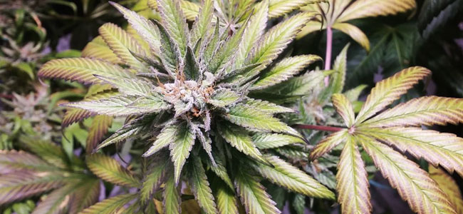Tangerine Trainwreck Haze RD Tangerine Trainwreck Haze RD