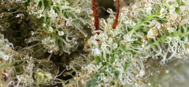 Ghost Train Haze Ghost Train Haze