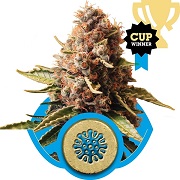 Euphorie Royal Queen Seeds Euphoria