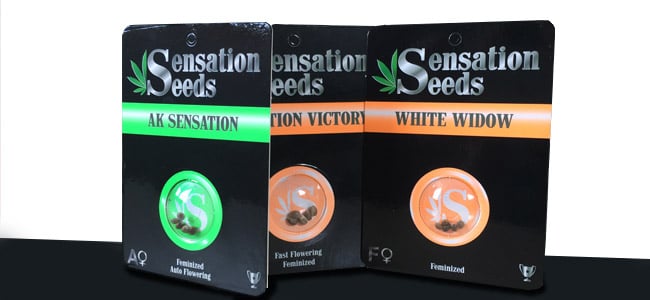 Sensation Seeds Packaging Sensation Seeds Packaging