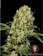 AK-47 feminized Serious Seeds AK-47