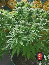 Biddy Early Serious Seeds Biddy Early Serious Seeds