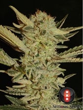 Bubble Gum Serious Seeds Bubble Gum Serious Seeds
