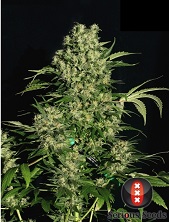 Chronic feminized Serious Seeds Chronic feminized Serious Seeds