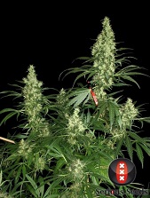 Kalimist feminized Serious Seeds Kalimist feminized Serious Seeds