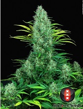 Serious 6 Serious Seeds Serious 6 Serious Seeds