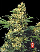 Warlock Serious Seeds Warlock Serious Seeds