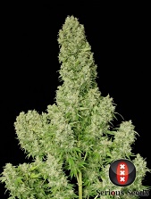 White Russian Serious Seeds White Russian Serious Seeds