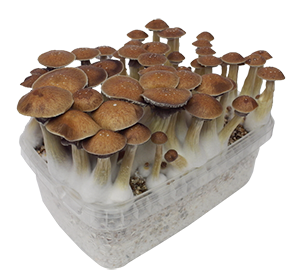 McKennai Growkit