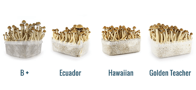 Magic Mushroom Growkits