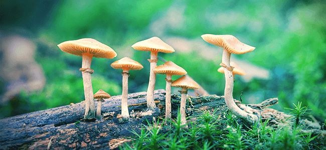 WHAT ARE MAGIC MUSHROOMS?