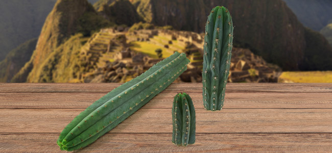 Peruvian Torch (Echinopsis peruviana) Peruvian Torch (Echinopsis peruviana)
