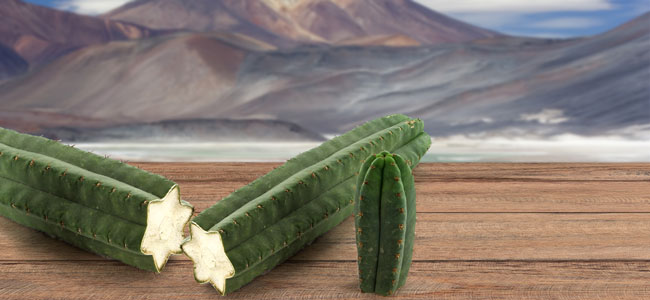 San Pedro Cactus San Pedro Cactus