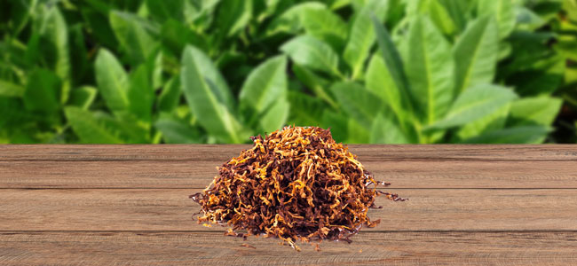Tobacco Tobacco