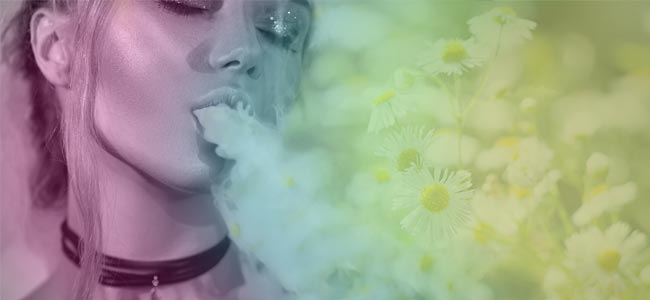 What Are Vape Herbs? What Are Vape Herbs?