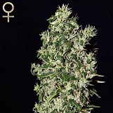 Strain Hunters Caboose Caboose