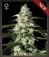 Strain Hunters Skunk Autoflowering Skunk Autoflowering
