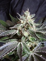 Sweet Seeds Black Jack Black Jack