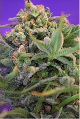 Sweet Cheese Sweet Seeds Sweet Cheese