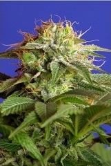 Green Poison Sweet Seeds Green Poison