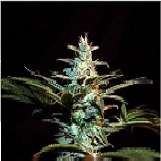 Sweet Seeds Ice Cool Ice Cool