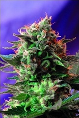 Jack 47 Sweet Seeds Jack 47
