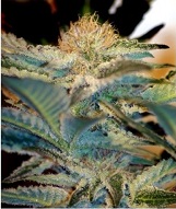 Mohan Ram Sweet Seeds Mohan Ram