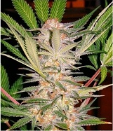 SAD S1 Sweet Seeds SAD S1