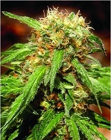 Sweet Tai Sweet Seeds Sweet Tai