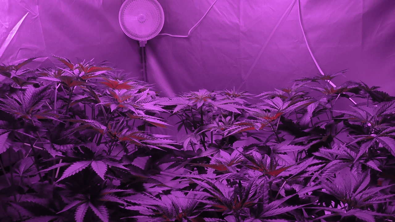 Gorilla Glue Before Bloom Gorilla Glue Before Bloom
