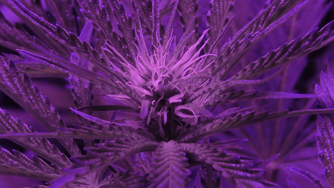 Gorilla Glue Bloom Day Gorilla Glue Bloom Day