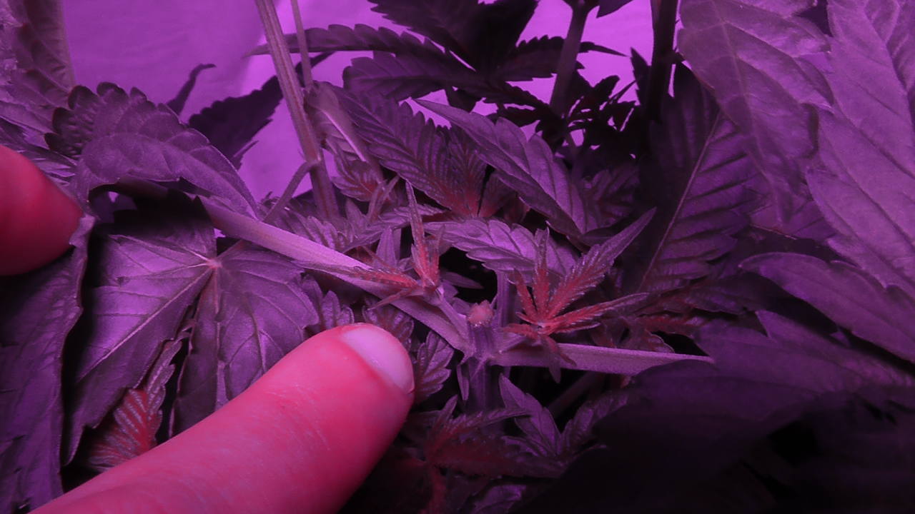 Gorilla Glue Topped Gorilla Glue Topped