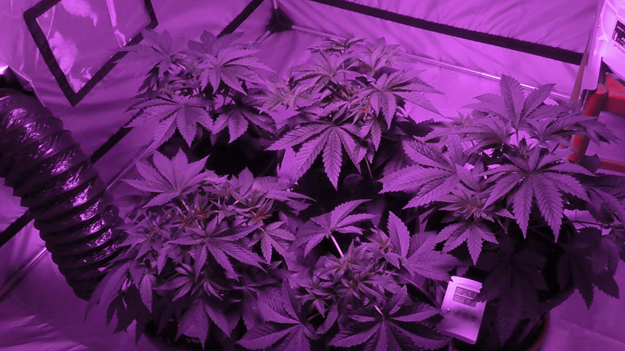 Gorilla Glue Post Topping Gorilla Glue Post Topping
