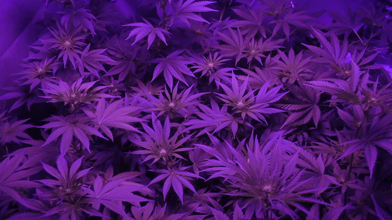 Gorilla Glue Canopy Gorilla Glue Canopy