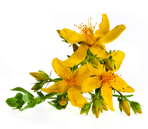 St John's Wort