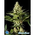 Black Bomb (Philosopher Seeds)