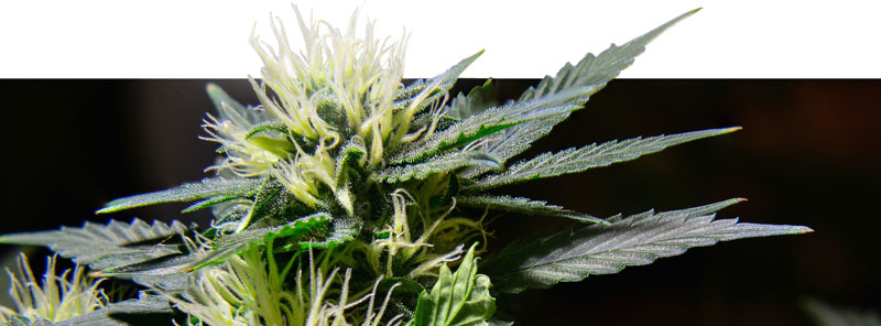 Cannabis world seedbanks Cannabis world seedbanks
