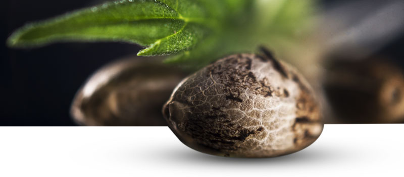 types of cannabis seeds types of cannabis seeds