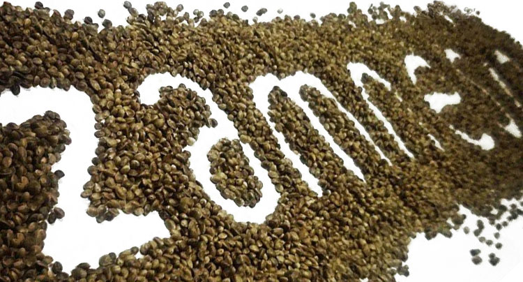 Best cannabis seed Best cannabis seed
