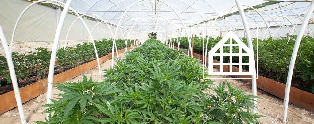 Why You Should Grow Cannabis In A Greenhouse Or Conservatory