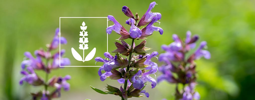 Salvia: Everything You Need To Know