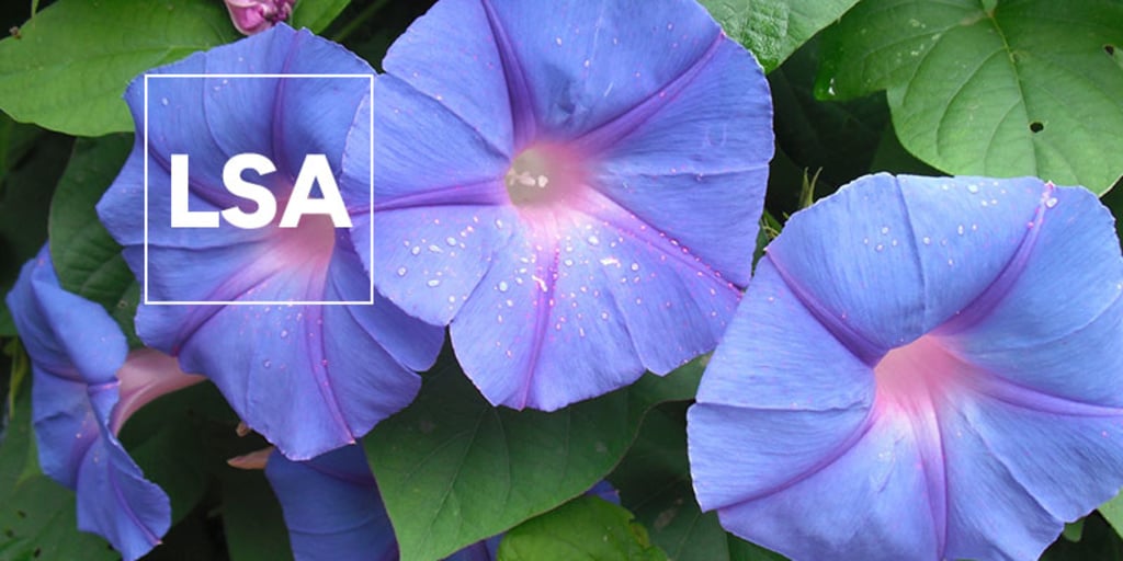 LSA: Everything you need to know