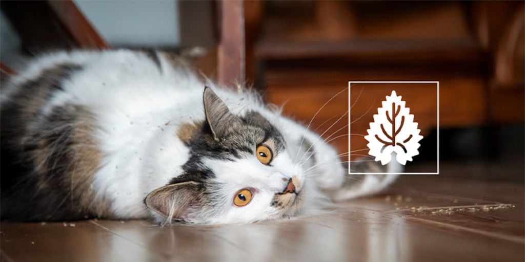 Catnip: Everything you need to know
