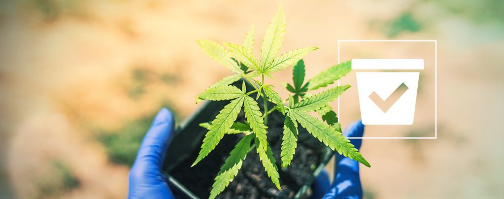 Selecting The Correct Container For Your Cannabis Plants